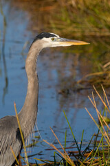 Great Blue Heron (Ardea herodias) Everglades National Park, Florida