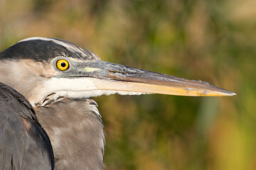 Great Blue Heron, Ardea herodias, Everglades National Park, FL