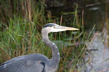 Great Blue Heron, Everglades National Park, FL