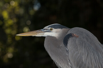 Great blue heron, Ardea herodias