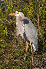Great Blue Heron, Ardea herodias, Everglades National Park, FL