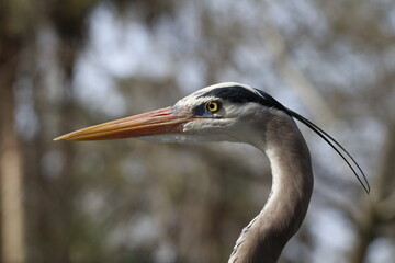 Great Blue Heron portrait