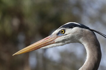 Great Blue Heron portrait