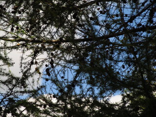 Gałęzi sosny z szyszkami na tle nieba © vofchok