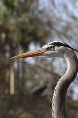 Great Blue Heron portrait