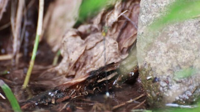 dragonflies that are mating and laying eggs