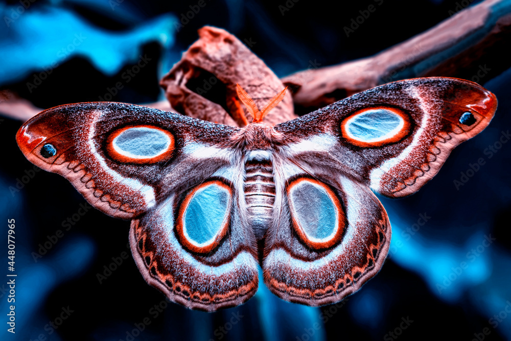 Wall mural Macro shots, Beautiful nature scene. Closeup beautiful butterfly sitting on the flower in a summer garden.