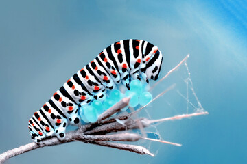 Amazing moment ,Monarch Butterfly , caterpillar, pupa and emerging with clipping path.