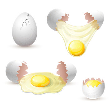 white chicken eggs isolated. fresh cracked egg with raw yolk and protein. broken eggshell with whole yolk for breakfast. realistic illustration. Baking, cooking Ingredient. organic farm product.