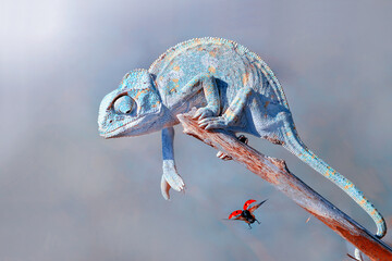 Macro shots, Beautiful nature scene green chameleon  © blackdiamond67