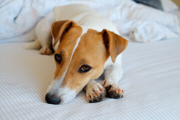 Cute Jack Russel terrier puppy with big ears waiting for the owner on a bed with blanket and pillows. Small adorable doggy with funny fur stains alone in bed. Close up, copy space, background.