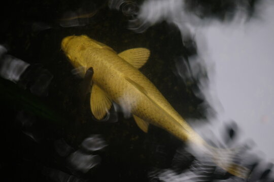 Fancy carp fishes, mirror carp, Romaji, Koi, Nishikigoi are subspecies Cyprinus carpio haematopterus is a species of carp that has been developed from ordinary carp rise to beautiful fish