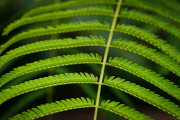 Fern like leaf from Jacaranda tree (Jacaranda miimosafolia) in macro view