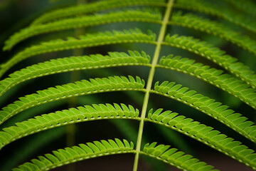 Fern like leaf from Jacaranda tree (Jacaranda miimosafolia) in macro view