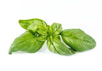 Fresh basil (ocimum basilicum) on white background.
