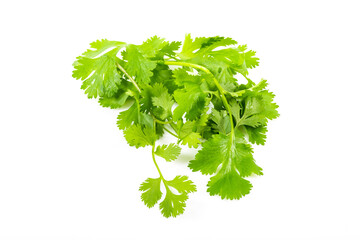 Fresh green vegan vitamin parsley isolated on white background