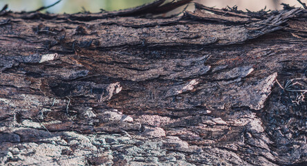 BANNER Close-up shot Hard wood outer layer of pine bark tissue surface stem. Horizontal. Texture light and dark brown colour abstract background. Beauty power in nature. More mood collection in stock