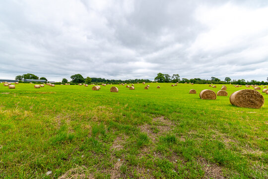 Farmland with freshly rolled bales of hay with low cloudy sky.