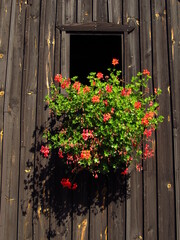 Fototapeta na wymiar Okna bez szkieł na drewnianej ścianie, Polska
