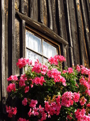 Stare okno na drewnianej ścianie z kwiatami w doniczce, Dolny Śląsk, Polska