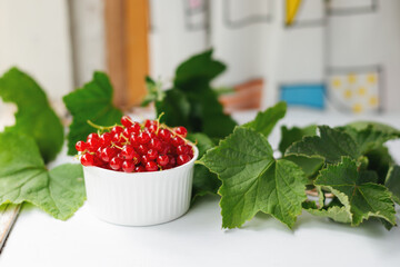 Red currants with twigs in white glass bowl surrounded with green leaves on table by the window. Summer still life with fresh red berries.
