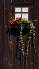 Stare okno na drewnianej ścianie z kwiatami w doniczce, Dolny Śląsk, Polska - obrazy, fototapety, plakaty