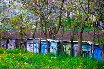 beekeeping, the hives in which the bees live, stand in a row near the flowering trees. High quality photo