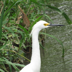 great white egret