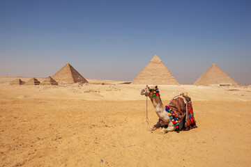 Beautiful camel on a background of pyramids