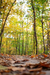 Trail in the autumn forest at dawn