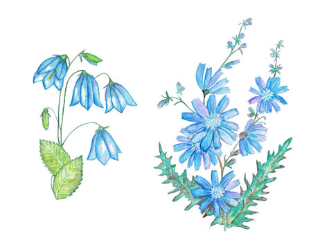 Hand drawn watercolor blue flower.
