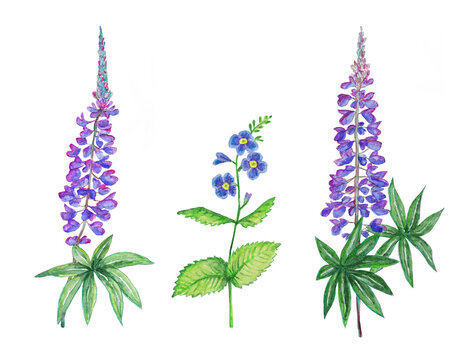 Hand drawn watercolor blue flowers.