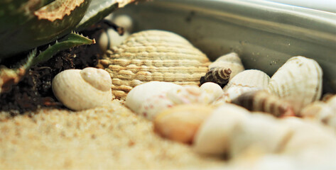 seashells on the sand