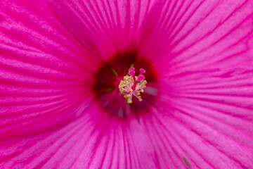 Obraz premium Swamp rose mallow (Marsh Hibiscus) - Hibiscus moscheutos - Malvaceae