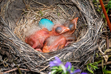 Naklejka na ściany i meble Second baby Robin Chick to hatch in the nest in our hanging basket on our porch in Windsor in Broome County in Upstate NY. Blue eggs and almost bald. Eyes still shut tight. 