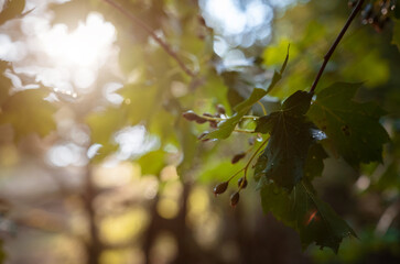 The magic of the summer forest at sunset.