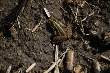 Grünbrauner großer gut getarnter Frosch, Seefrosch (Pelophylax ridibundus) in einem aus dunklen Erdreich bestehenden Bereich des Bodens