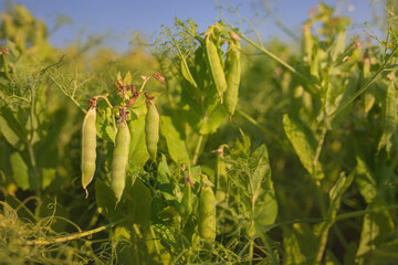 View of peas (Pisum sativum) in a field. It is an annual plant, with a life cycle of one year. Botanically, pea pods are fruit, since they contain seeds and develop from the ovary of a pea flower. - obrazy, fototapety, plakaty