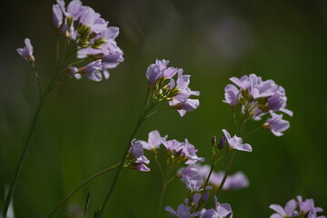 Wiesen-Schaunkraut in voller Blüte, Cardamine pratensis