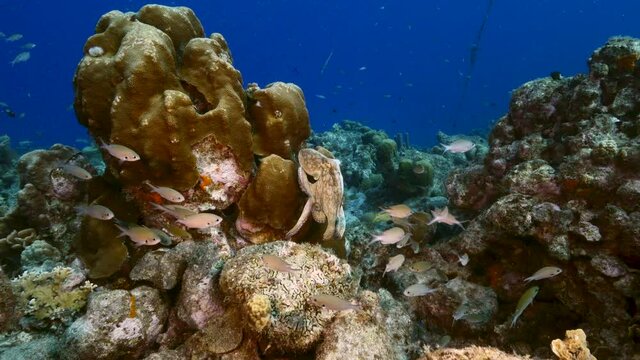 Seascape with Octopus in coral reef of Caribbean Sea, Curacao