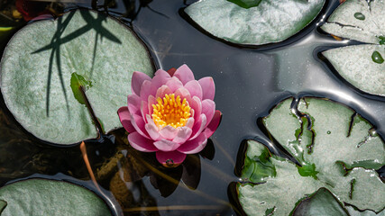 Selbstgezogene Seerose © Bruno