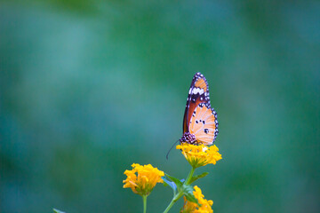 Close up of Plain Tiger (Danaus chrysippus) butterfly visiting flower in nature in a public park and feeding itself during springtime in India.
