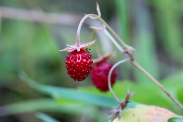 Wild strawberry bush in forest. Red strawberries berry and white flowers in wild meadow, close up