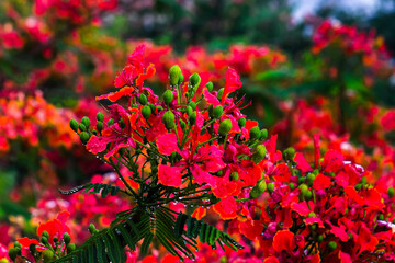  Flam-boyant, and The Flame Tree, Royal Poinciana with bright orange flowers in the park blue sky background
