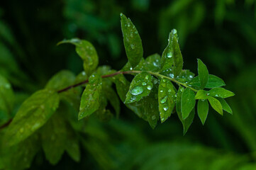 A branch of fresh green leaves after rain with water droplets on the dark background