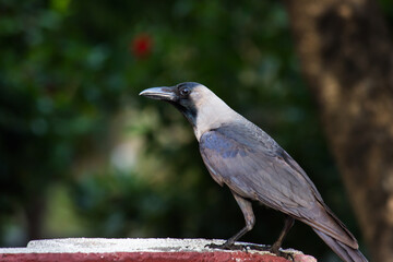 Carrion crow (Corvus corone) black bird perched on branch and looking at camera

