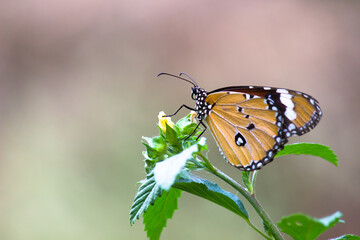 Close up of Plain Tiger (Danaus chrysippus) butterfly visiting flower in nature in a public park and feeding itself during springtime in India.
