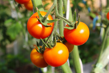 Ripe fresh tomatoes growing in a greenhouse. Close-up. Background.