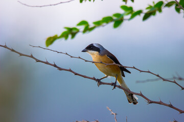  A bird resting on the thin branch of a plant in the bush 
