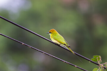 A Green Bee Eater perched on a cable wire and looking away in a soft blurry background. 
 